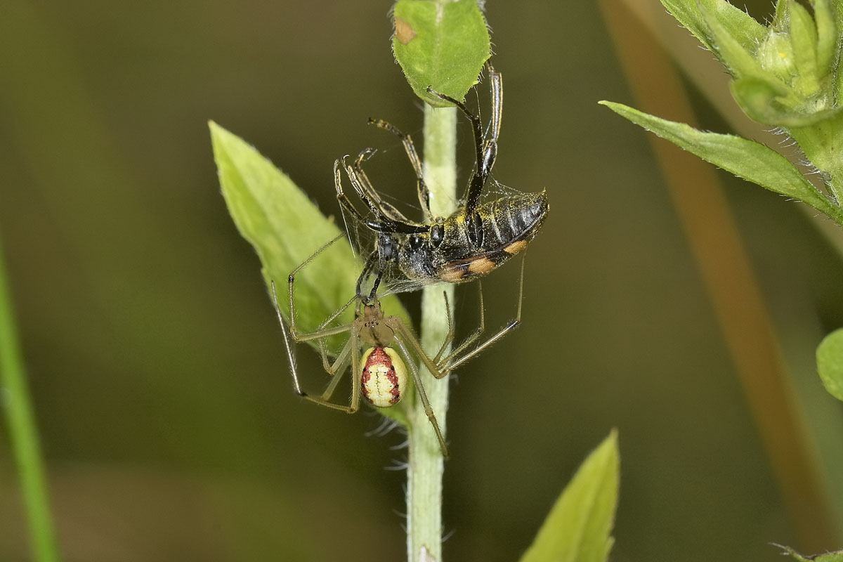 Pachytodes erraticus: 